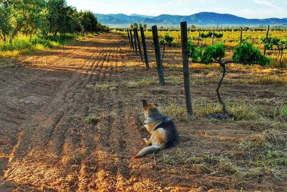 Villa Corsua Valle de Guadalupe Dış mekan fotoğraf